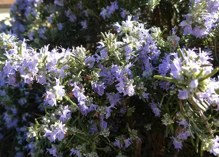 Maison La Tropezienne ... New • Fabulous 5* Luxe & Terrasse • 6p. Old Town * Антиб